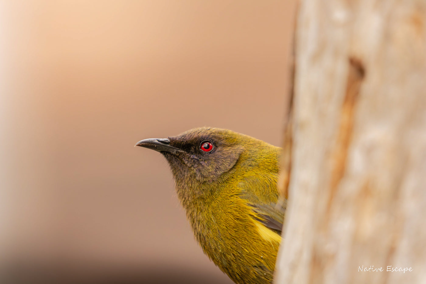 Do you hear the Bells Ringing?