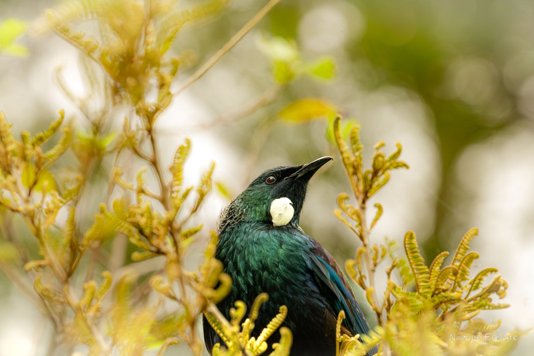 Do You Hear the Tui Calling?