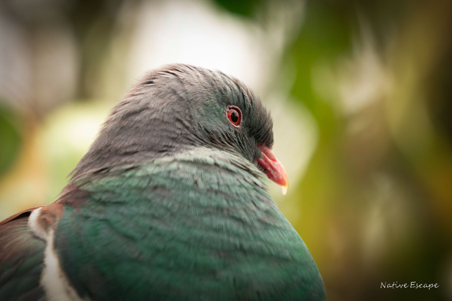 The Conquering Kererū