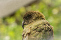 The Cheeky Kākā