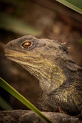 The Hypnotising Tuatara