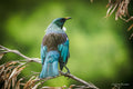King of the Tui's